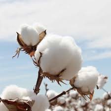 cotton